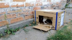 Ловушка на птиц из коробки. Как поймать воробья. голубя. кота