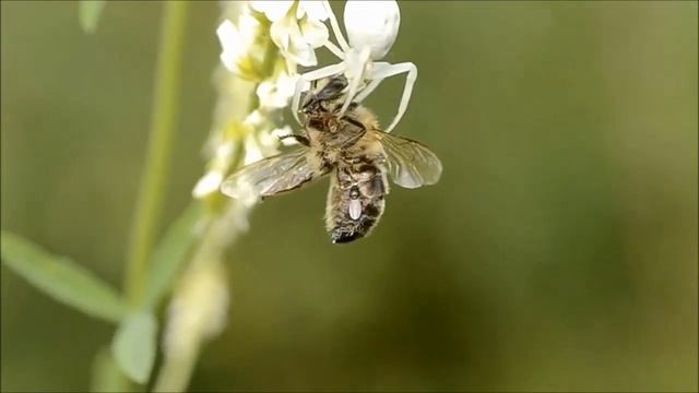 Цветочный паук и интересные факты о нем смотреть онлайн