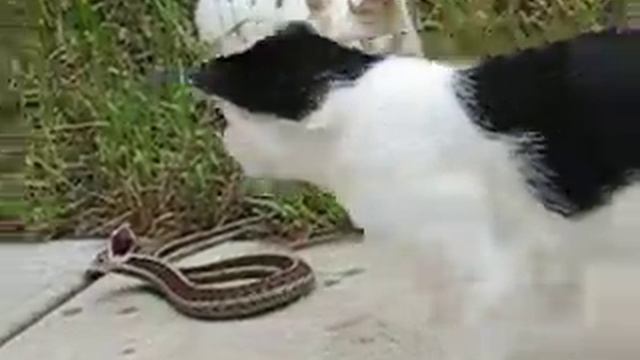 Cats and Snake III смотреть онлайн