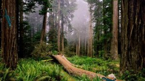 Физминутка  Утро в лесу