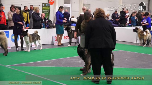 AMERICAN AKITA breed | JUNIOR FEMALE CLASS | IDS KYIVSKA RUS | 07 dec 2019 | CACIB КИЇВСЬКА РУСЬ смотреть онлайн