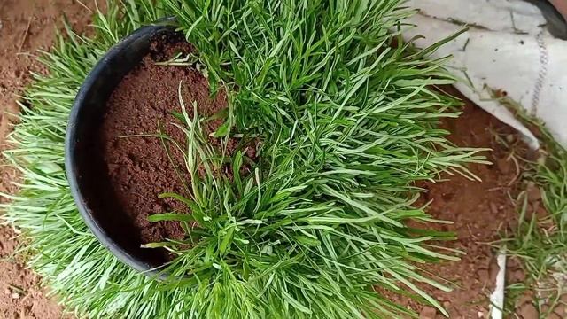 Kochia Balls  ☘️☘️☘️hanging Plant , Kochia