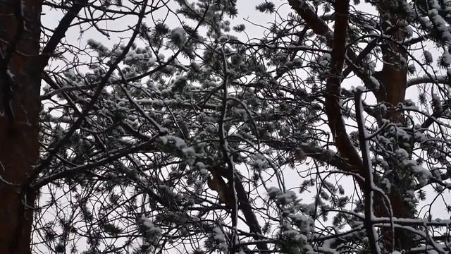 Мурманск.  Белка.