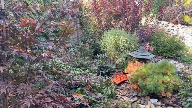 Какие детали дополнят японский сад,почему пропадает сосна и что случилось с японским кленом? смотреть онлайн