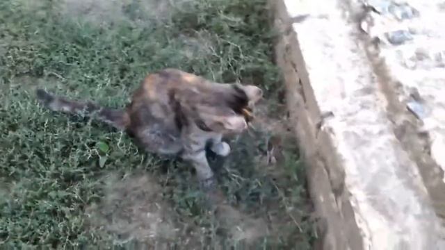 Как РАЗГОВАРИВАТЬ с КОТАМИ и ПОНИМАТЬ Их?! **Полезные Лайфхаки** смотреть онлайн