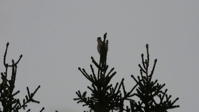 №2923 26 12 2022 Большой пестрый дятел смотреть онлайн