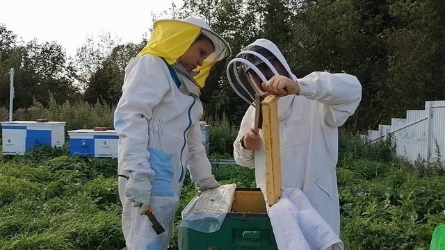 Профилактика вирусных заболеваний пчёл 2020 смотреть онлайн