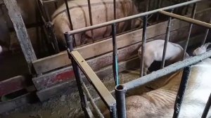 Содержание Свиноматок от А до Я в Домашних Условиях!