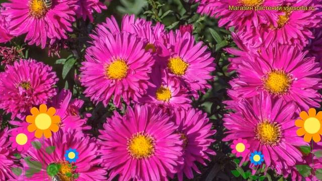 Астра новобельгийская Нерон. Краткий обзор, описание характеристик aster novi-belgii Neron смотреть онлайн