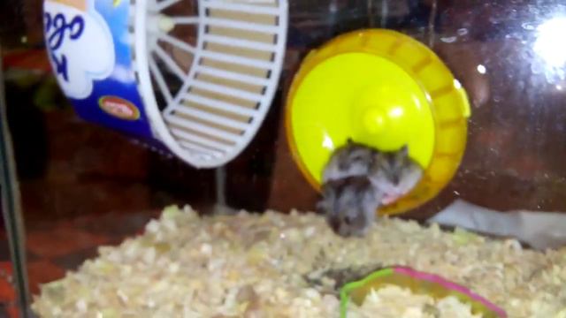 Хомячок меня напугал :-( смотреть онлайн