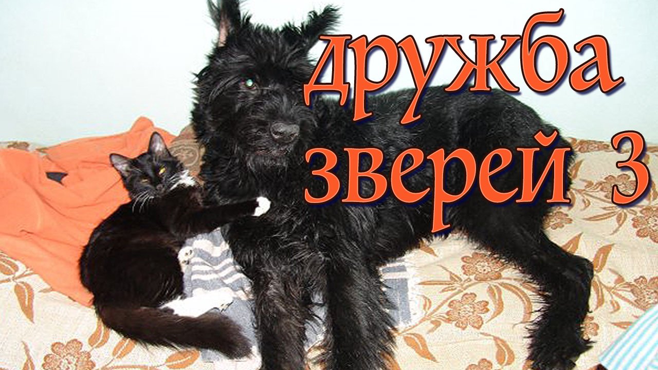 Дружба зверей. Серия 3. Кот и пес. Дружба котенка и собаки. Смешные животные. смотреть онлайн