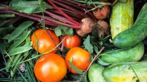 КАК ПОЛУЧАЮТ ГИБРИДНЫЕ СЕМЕНА