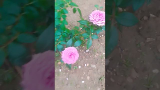 Анастасия срезочная, Джумилия срезочная,Кэнделайт срезочный,цветут обильно и непрерывно смотреть онлайн