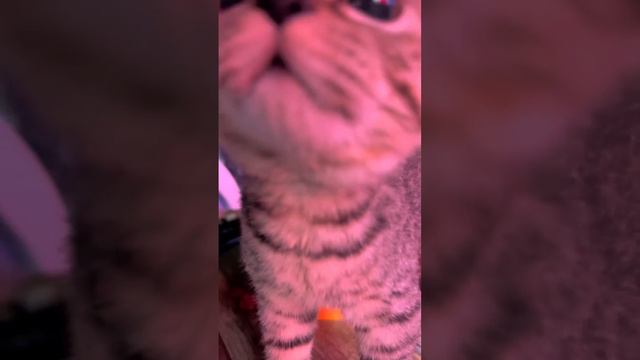 Котик смотреть онлайн