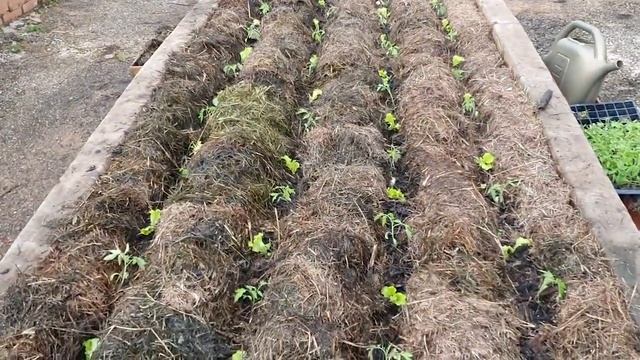 CHOP AND DROP @ WORK | HOW TO GROW ORGANIC SCHOOLS смотреть онлайн
