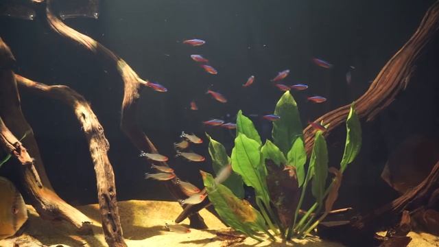 Discus Biotope (Blackwater Riparium)(Elos 120) смотреть онлайн