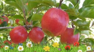 Яблоня обыкновенная Беркутовское ? Посадка и уход. саженцы, крупномеры яблони: особенности сорта