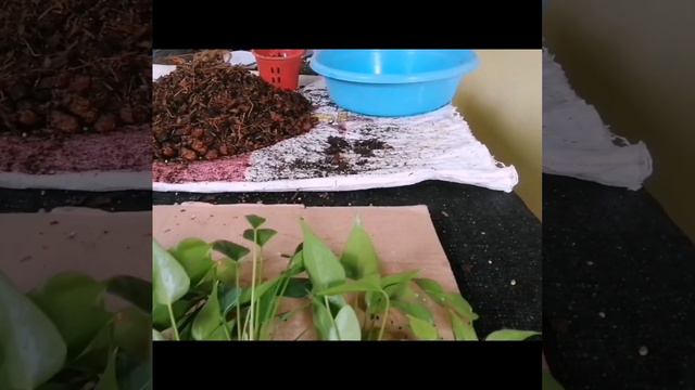 Anthurium care tips 🌿🥀#anthurium #anthuriumcare #propagation #subaimaorchids смотреть онлайн