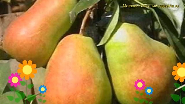 Груша обыкновенная Кафедральная. Краткий обзор, описание характеристик pyrus communis Kafedralnaia смотреть онлайн