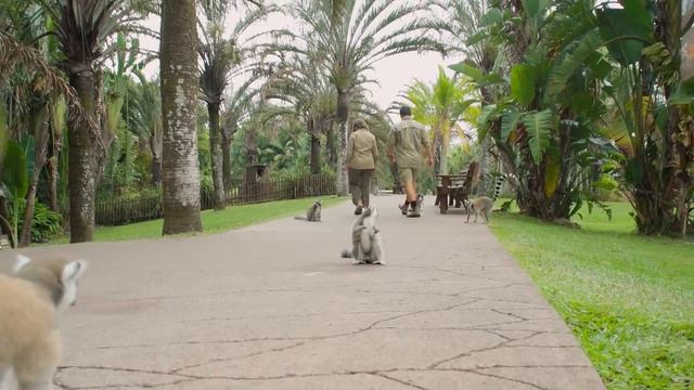 Tour Australia Zoo with Bindi and Chandler смотреть онлайн