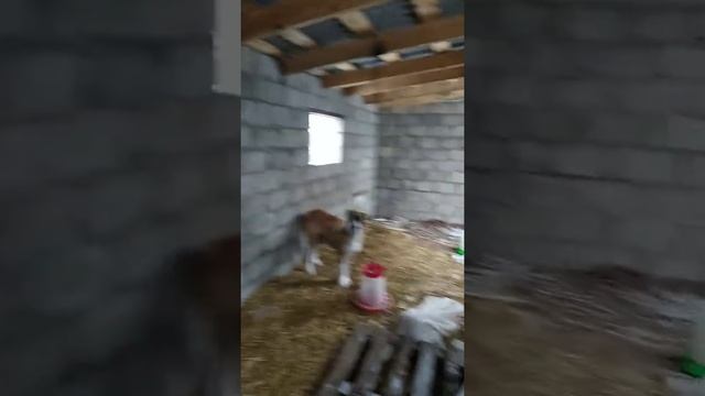 Дюрок чистопородные. Построил новый свинарник смотреть онлайн