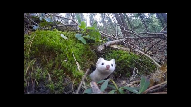 Горностай - бесстрашный акробат и охотник на кроликов! Интересные факты о горностаях. смотреть онлайн