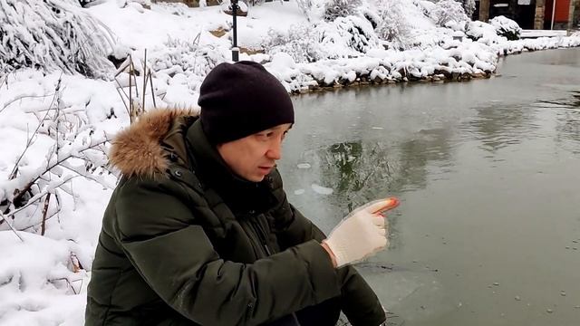 Запускаю форель в пруд. Форель подъест верховку подрастет и будет интересная рыбалка и рыба к столу смотреть онлайн