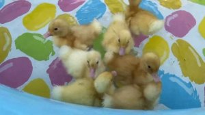 Утята прыгают и плавают в бассейн/милые утята