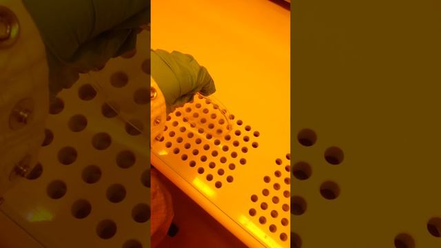 Amazing Petri Dish Trick! смотреть онлайн
