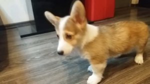 У МЕНЯ ПОЯВИЛАСЬ СОБАКА! ❤