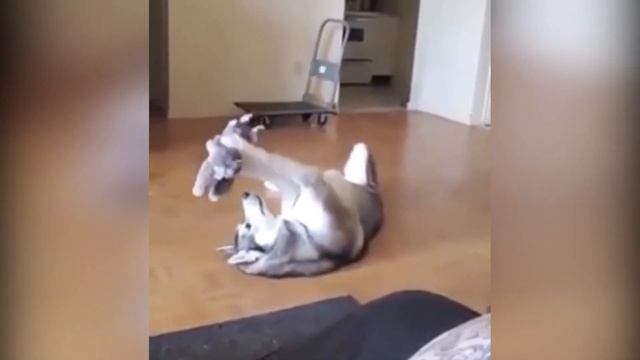 Подборка видео приколов выпуск 22.ХАСКИ. Compilation HUSKIES.№22 смотреть онлайн