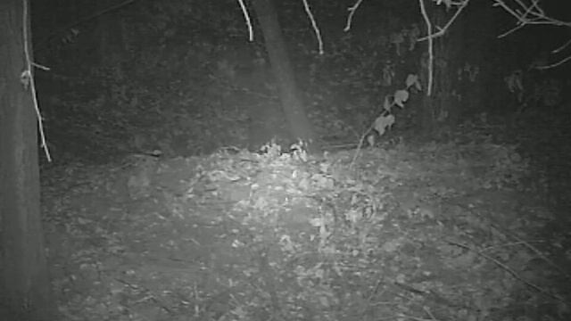 Барсук собирается уходить в спячку. смотреть онлайн