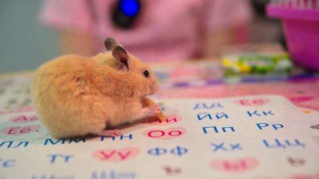 чистим зубы хомяка Дуси минеральным камнем ? и пробуем банан ? смотреть онлайн