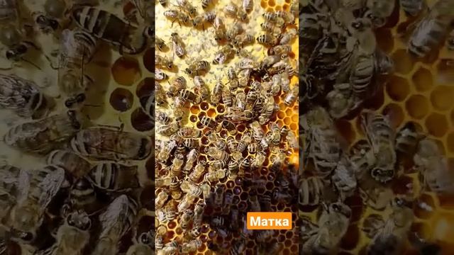 Как выглядит матка? смотреть онлайн