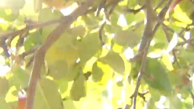 Лотенков яблоки, подготовка к зиме смотреть онлайн