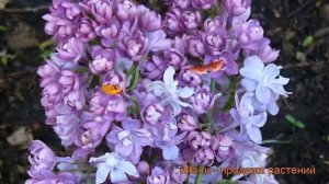 Сирень обыкновенная Надежда (syringa vulgaris nadeshda) ? обзор: как сажать, саженцы сирени Надежда