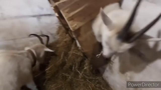 Расклев яиц? Переделали гнёзда/ Порода наших КОРОВ/Коза в ЗАПУСКЕ/ смотреть онлайн