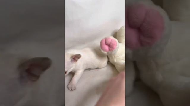 Чихуахуа мини 13.10 смотреть онлайн