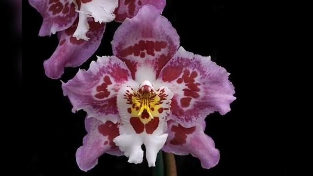 Орхидея Камбрия :))) смотреть онлайн