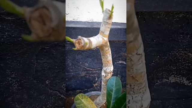 Adenium plant care🌸|| Gardening||Jyothis world смотреть онлайн