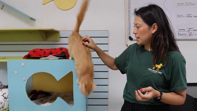 Cat Rescue Stories | How Shelter Cats Live and How You Can Help Them смотреть онлайн