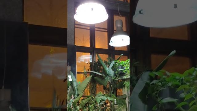 Какая ваша последняя цветочная покупка? смотреть онлайн