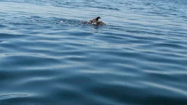 Рыбалка в Бурятии на Гусином озере. Спасение степного орла. смотреть онлайн