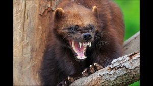 Крик Росомахи