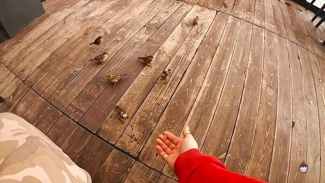 Где погулять в Польше? Пройти и забыть Старый город Варшавы во время COVID. #Достопримечательности смотреть онлайн