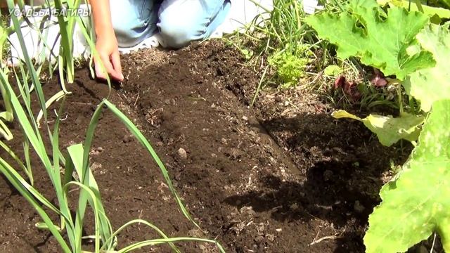 Чередование культур. Посадка дайкона. смотреть онлайн