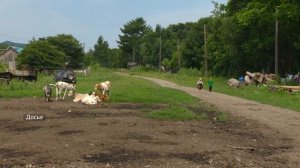 Старообрядцы из Бразилии, Уругвая и Аргентины переедут жить в Приморье