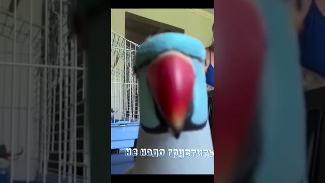 милый попугайчик тебя целует❤❤! смотреть онлайн