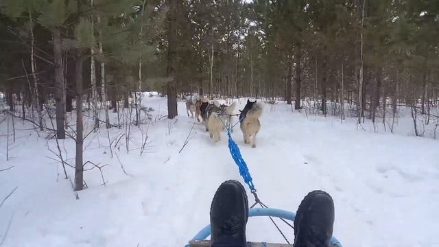 Хаски парк "Таёжная сказка", посёлок Кумысный смотреть онлайн
