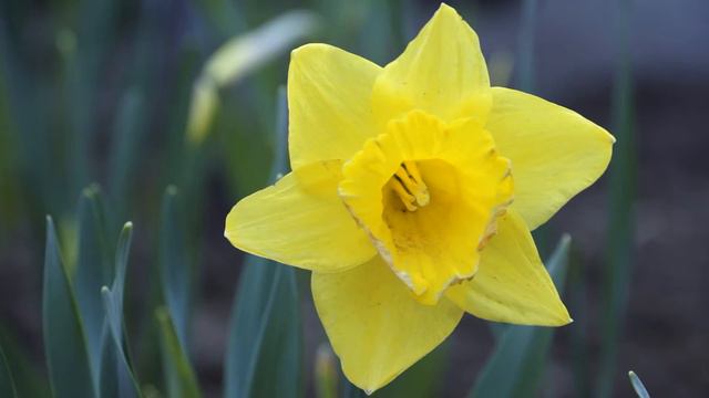 For video editing free footage flowers 042 смотреть онлайн